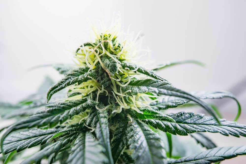 10 Best Strains for Depression by Experts