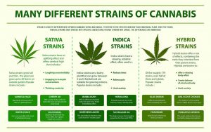 Indica and Sativa Benefits