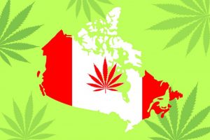 Is Buying Marijuana Seeds Legal in Canada