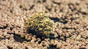 How to Order Cannabis Seeds Online