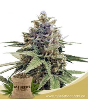 Acapulco Gold Feminized Marijuana Seeds