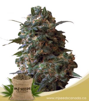 Afghan Chocolope Feminized Fast Version Marijuana Seeds