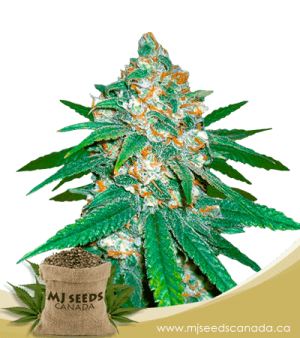 Afghani Regular Marijuana Seeds