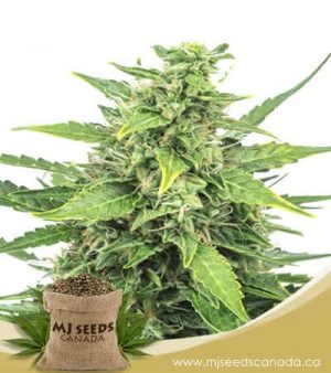 Agent Orange Feminized Marijuana Seeds