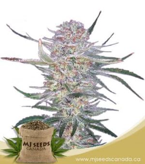 Alaskan Thunder Fuck Feminized Marijuana Seeds