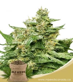 Alien Candy Autoflowering Marijuana Seeds