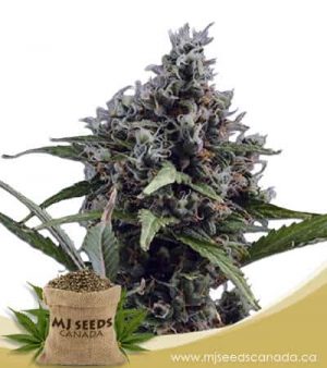 Aloha Autoflowering Marijuana Seeds