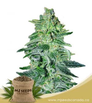 Amnesia Haze Autoflowering Marijuana Seeds