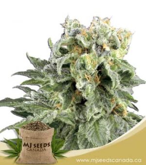 Angel OG Autoflowering Marijuana Seeds