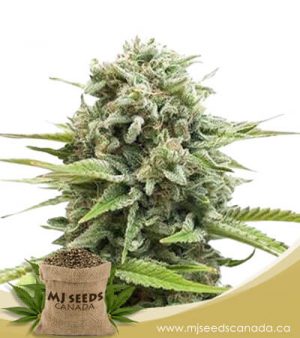 Animal Cookies Autoflowering Marijuana Seeds