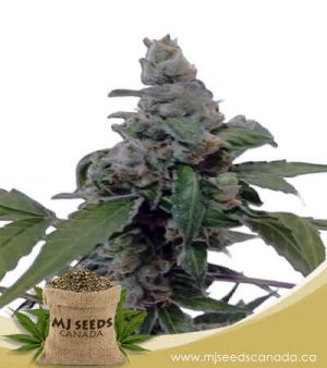 Aurora Autoflowering Marijuana Seeds