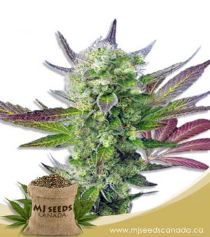 Auto CBD Girl Scout Cookies (1:1) Marijuana Seeds