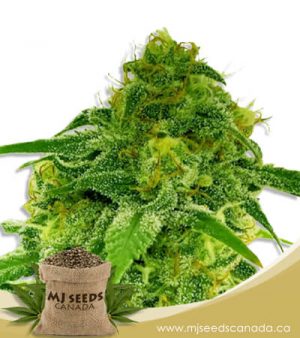 Auto CBD Jack Herer (1:1) Marijuana Seeds