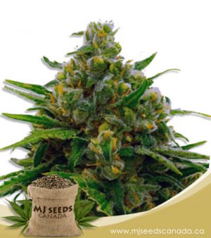 Auto CBD White Widow (1:1) Marijuana Seeds