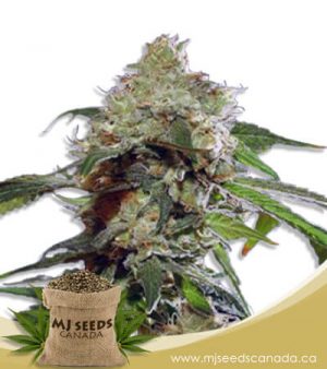 Auto CBDV Afghani Marijuana Seeds