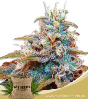 Auto CBDV Indica Marijuana Seeds