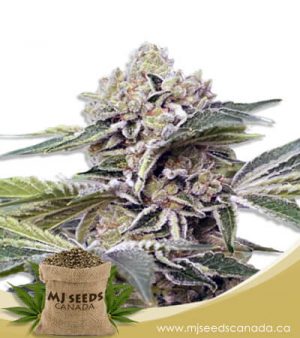 Auto CBDV Marijuana Seeds