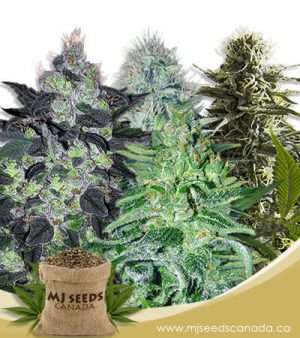 Auto Feminized Mix Marijuana Seeds