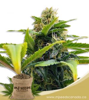 Auto Solomatic CBD (1:20) Marijuana Seeds