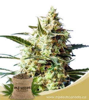 B-52 Feminized Marijuana Seeds