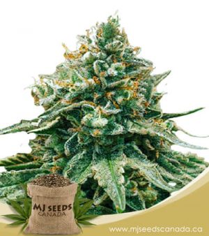 Baklava Feminized Fast Version Marijuana Strain