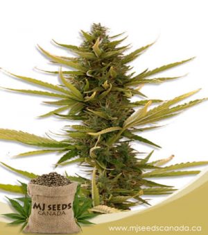 Banana Autoflowering Marijuana Seeds