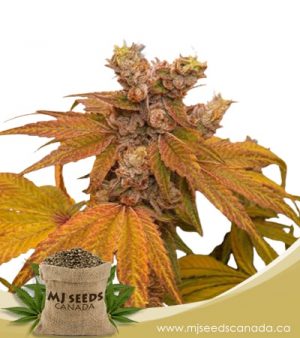 Banana Sundae Feminized Marijuana Seeds