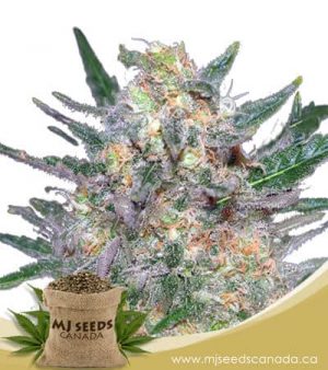 Berry White Feminized Marijuana Seeds