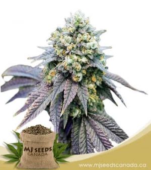 Birthday Cake Feminized Marijuana Seeds