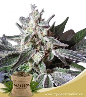 Black Cadillac Autoflowering Marijuana Seeds