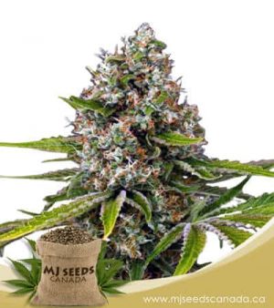 Black Cherry OG Feminized Marijuana Seeds