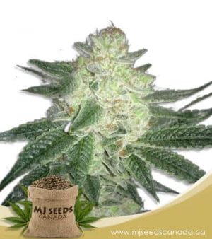 Black Gorilla Feminized Marijuana Seeds