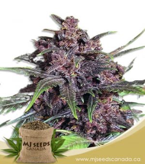 Black Haze Feminized Marijuana Seeds