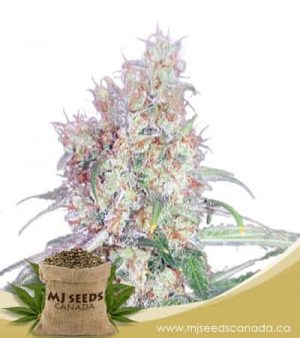 Black Haze Regular Marijuana Seeds