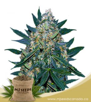 Black Indica Feminized Marijuana Seeds