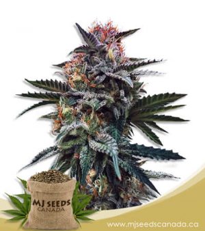 Blood Orange Kush Feminized Marijuana Seeds