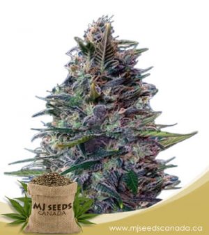 Blue Diesel Autoflowering Marijuana Seeds