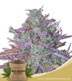 Blue Mystic Autoflowering Marijuana Seeds
