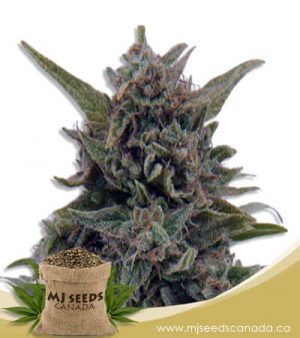 Blue Berry OG Feminized Marijuana Seeds