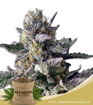 Blueberry Yum Yum Autoflowering Marijuana Seeds