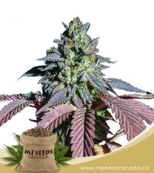 Bonkers Feminized Marijuana Seeds