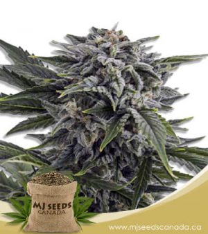 Bubba White Autoflowering Marijuana Seeds