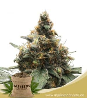 Bubblicious Feminized Marijuana Seeds