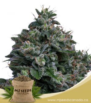 Butter OG Autoflowering Marijuana Seeds