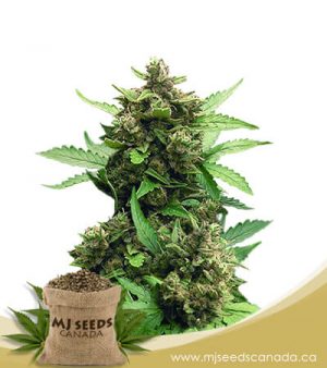 CB Auto Cheese Marijuana Seeds