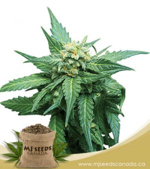 CB Diesel Feminized Marijuana Seeds