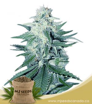 CB Dream Feminized Marijuana Seeds