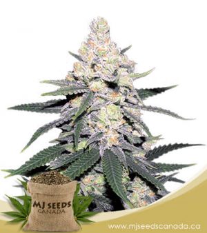 CB Dutch Treat Feminized Marijuana Seeds