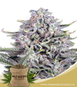 CBD Gorilla Feminized Fast Version Marijuana Seeds