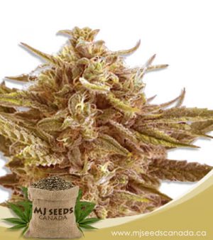 Cafe Racer Autoflowering Marijuana Seeds